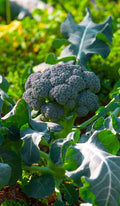 Brócoli
