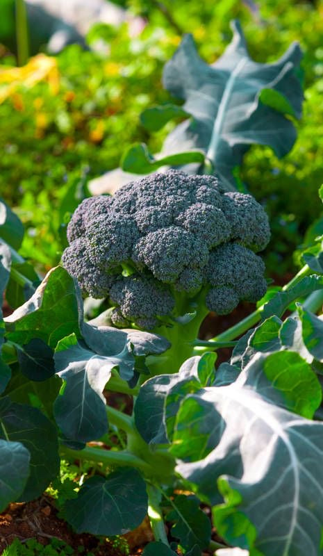 Brócoli