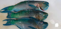 Pescado loro entero | Granjas Orzo