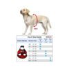 Dogline – Boston Harness